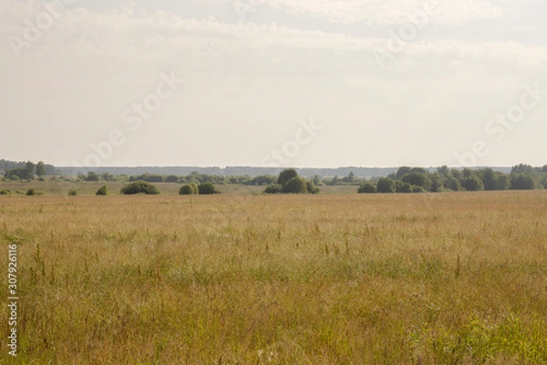 Fototapeta Natural scenery. A large wild meadow has a forest on the horizon. The weather is summer and cloudy. Ivanovo region, Russia.
