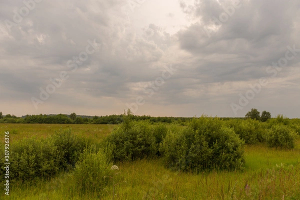 Fototapeta Natural scenery. A large wild meadow has a forest on the horizon. The weather is summer and cloudy. Ivanovo region, Russia.