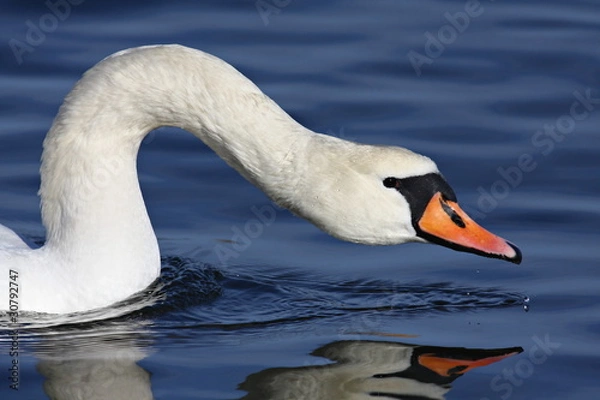 Fototapeta A closeup on a white swan in the water