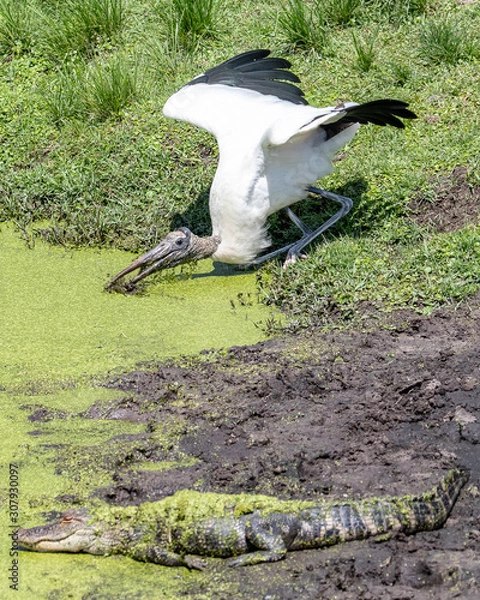 Fototapeta Bird & Gator