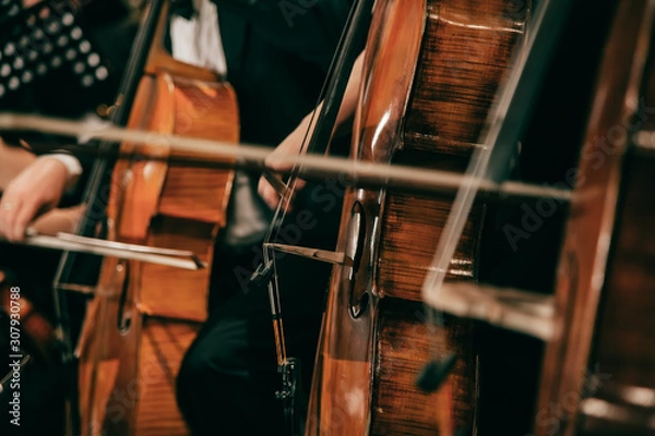 Obraz Symphony orchestra on stage, hands playing cello