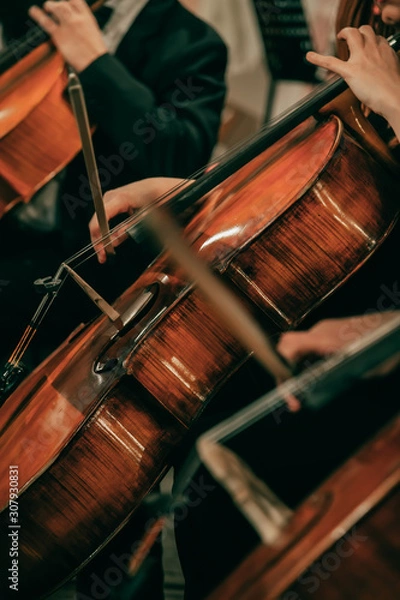Fototapeta Symphony orchestra on stage, hands playing cello