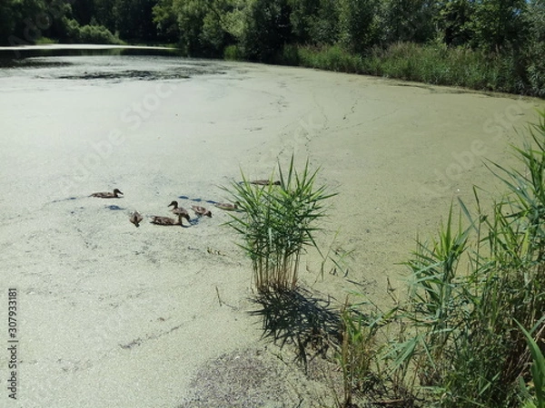Fototapeta tree on the beach
