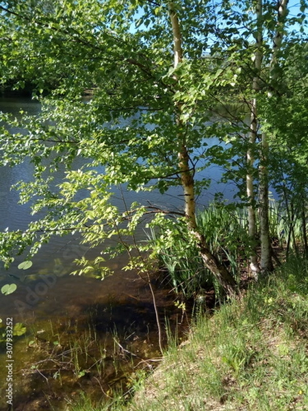 Fototapeta trees in forest