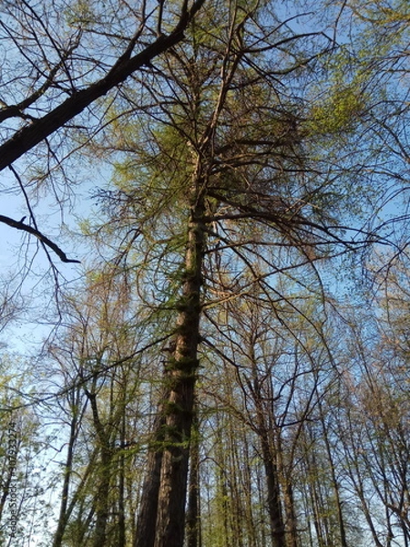 Fototapeta trees and sky