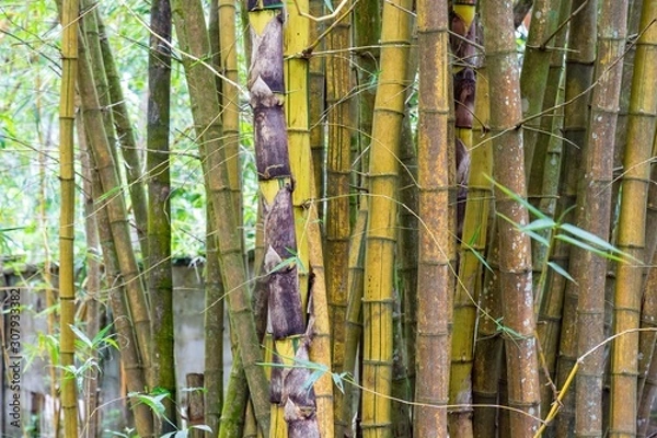 Obraz Bamboo Trees