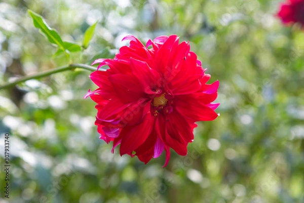 Obraz Red Flower