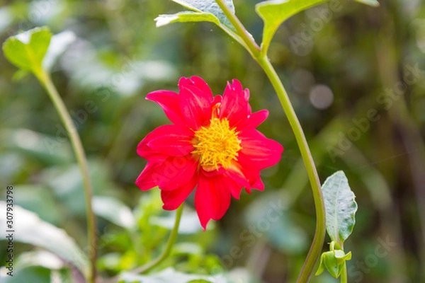 Obraz Red Flower yellow in Middle