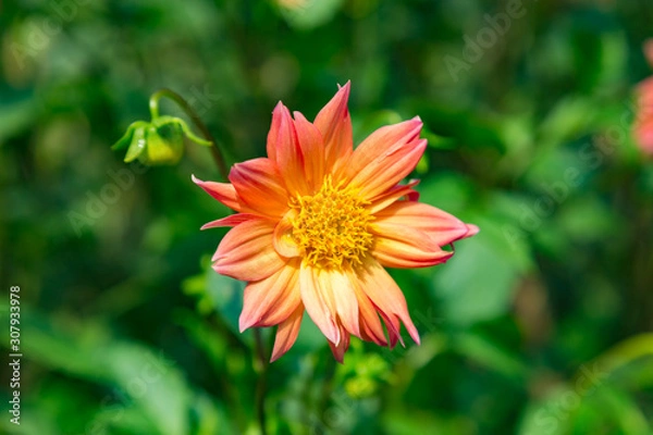 Obraz red and yellow flower