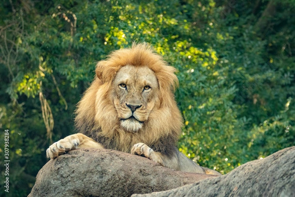 Fototapeta Lion Face