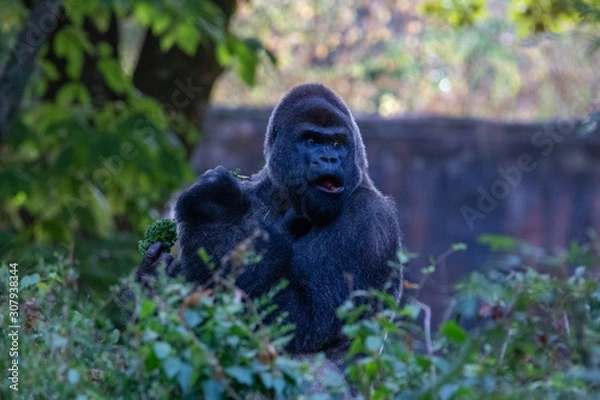 Fototapeta Surprised Gorilla