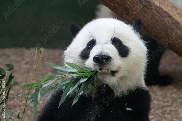 Fototapeta Panda Eating