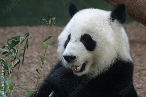 Fototapeta Panda Relaxing