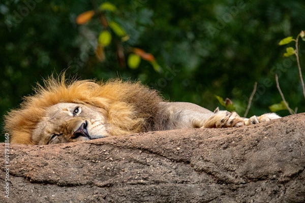 Fototapeta Sleeping Lion