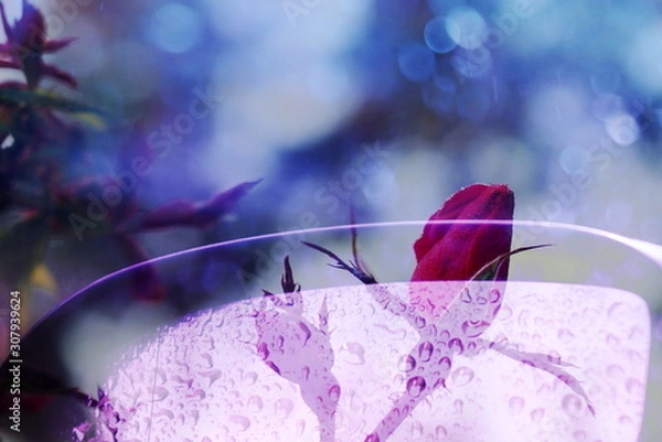 Fototapeta The mixed image of the view of the water on the glass and the view of the blooming Rose at the warm summer rainy day at the botanical garden. 