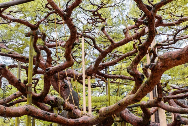 Fototapeta 兼六園　日本庭園