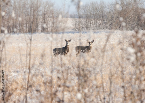 Obraz Two young mule bucks in a field