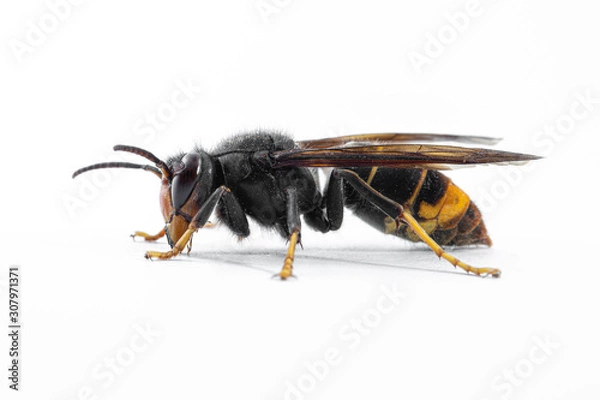 Fototapeta Asian hornet, also known as the yellow-legged hornet (Vespa velutina) on white.