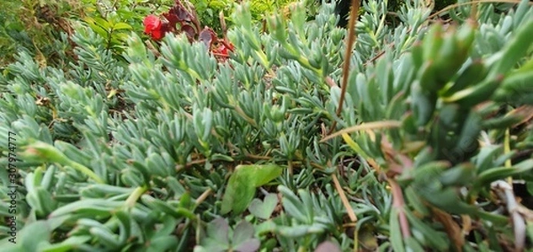 Obraz flowers in the garden