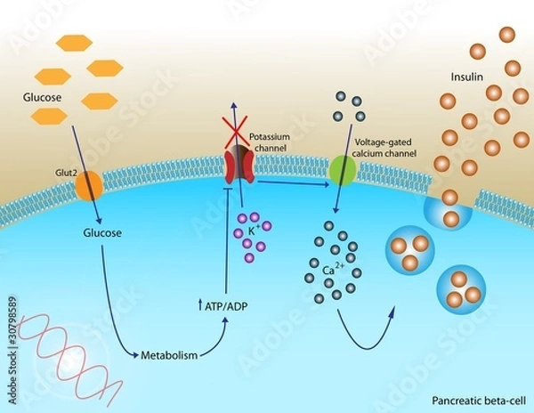 Obraz Insulin secretion