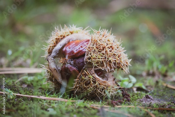 Fototapeta A fallen chestnut with a thorny shell 