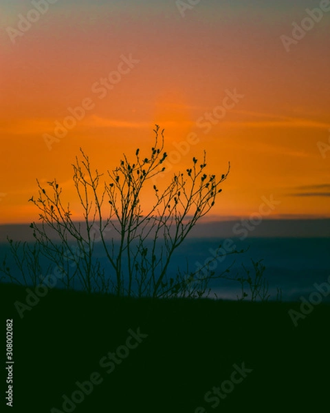 Obraz Golden Hour Tones