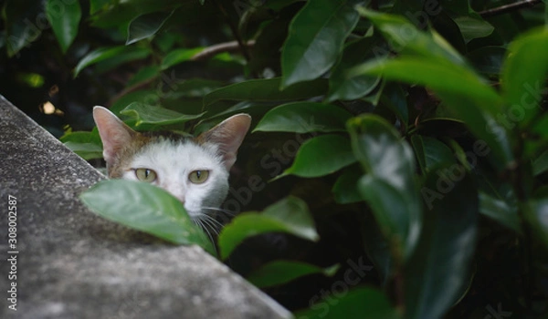 Fototapeta Cat hiding in garden, Close up shot