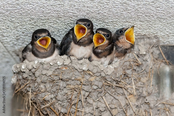 Fototapeta ツバメの雛