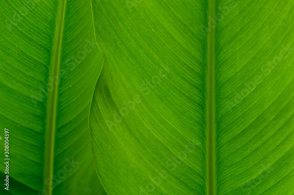 Fototapeta Tropical leaves