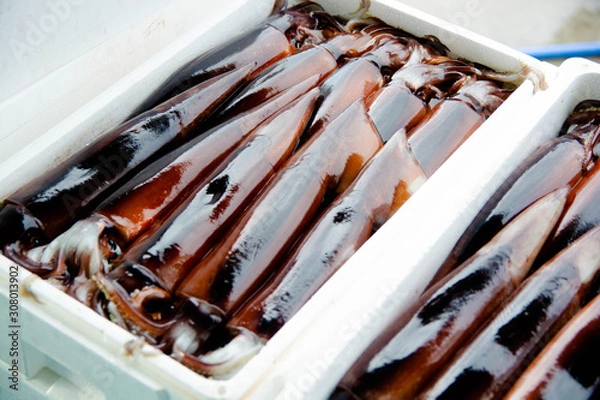 Obraz マイカ　スルメイカ　Todarodes pacificus Steenstrup　squid