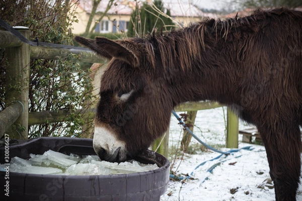 Obraz Donkey in winter