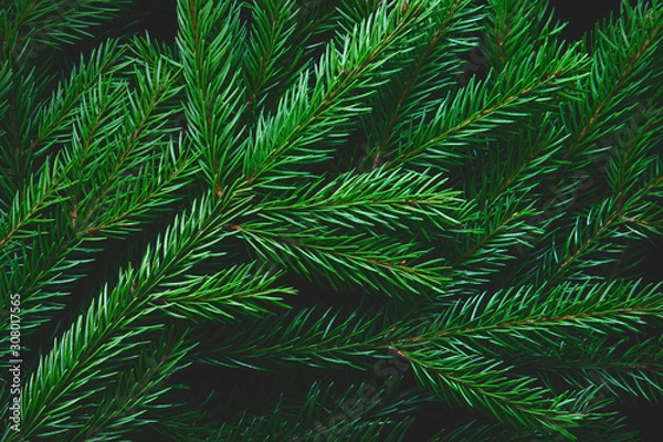 Fototapeta Gałęzie jodły jako tło, matowy, ciemny, zbliżenie.