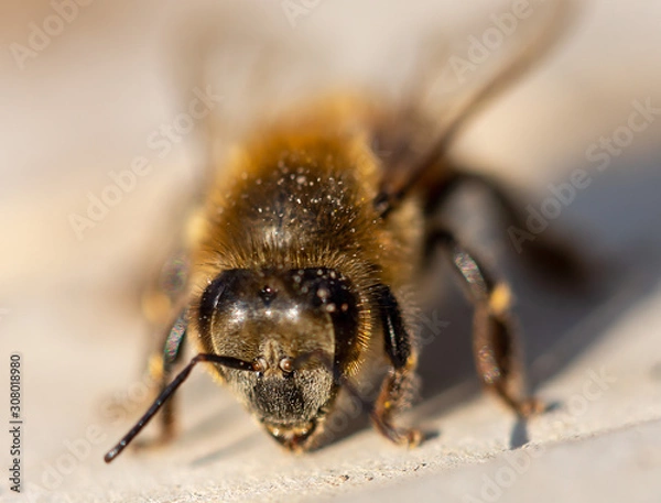 Fototapeta bee on a flower