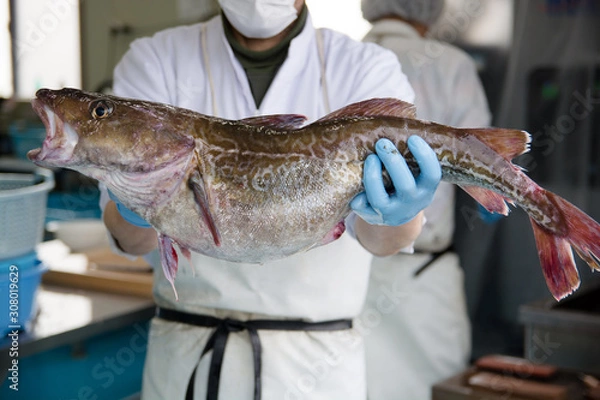 Obraz 真鱈　Cod　タラ　 Gadus macrocephalus Tilesius