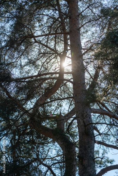 Fototapeta Pine tree in the Buinerbos in The Netherlands, in Drenthe