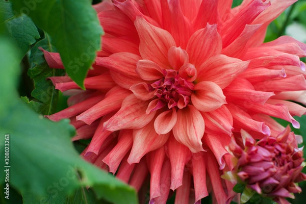 Obraz Red dahlia flower.