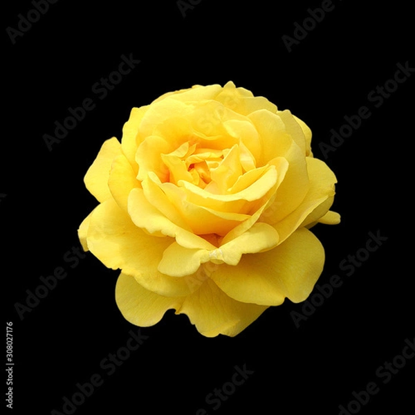 Fototapeta Beautiful yellow rose isolated on a black background