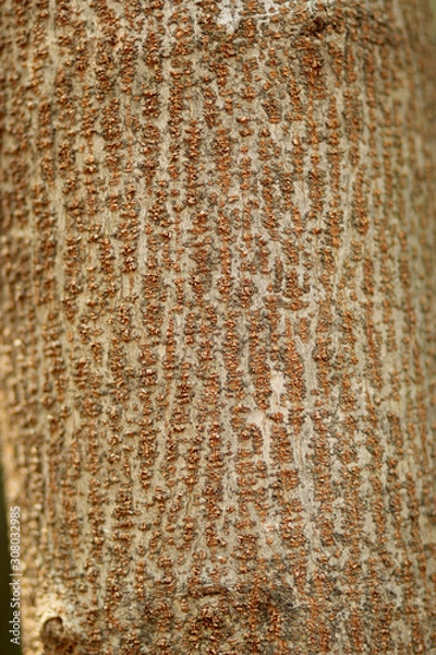 Obraz nature texture