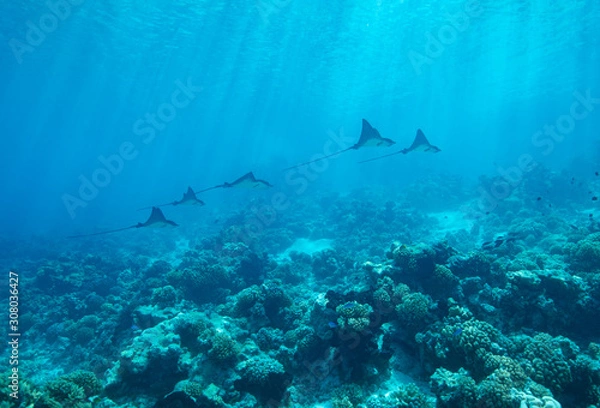 Fototapeta diver and eagle rays