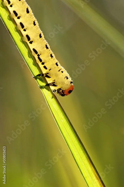 Fototapeta A closeup on a caterpillar walking on a grass straw.