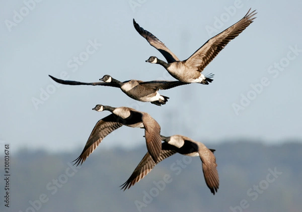 Obraz Canada geese migrating in the Fall of the year