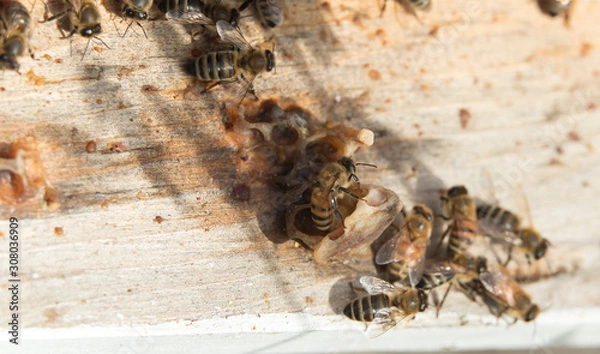 Fototapeta Honey Bees on a Hive in a Lavender Field