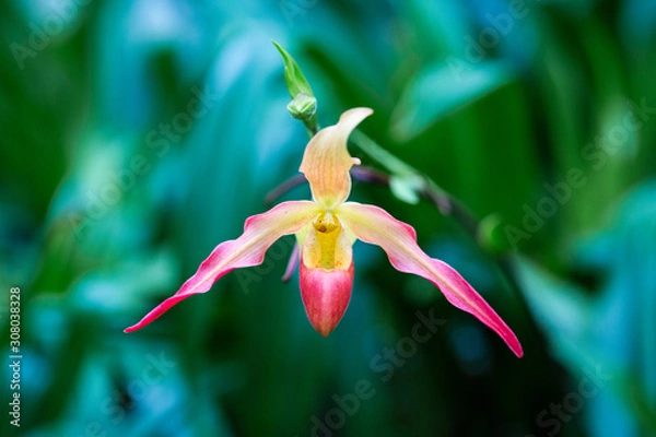 Fototapeta phragmipedium caudatum