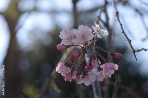 Obraz 日本の春 桜 Cherry Blossom