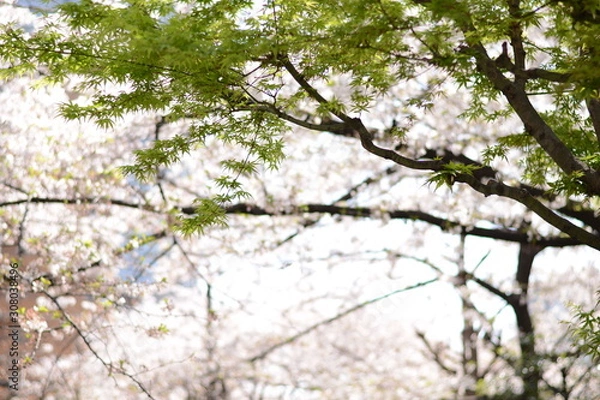 Obraz 日本の春 桜 Cherry Blossom