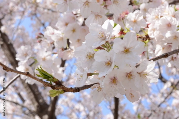 Obraz 日本の春 桜 Cherry Blossom
