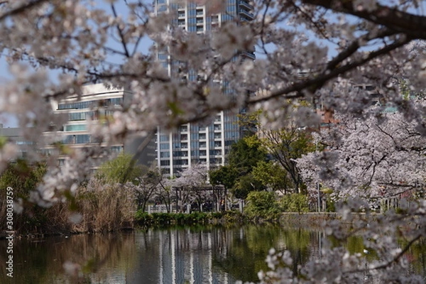 Obraz 日本の春 桜 Cherry Blossom