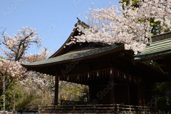 Obraz 日本の春 桜 Cherry Blossom