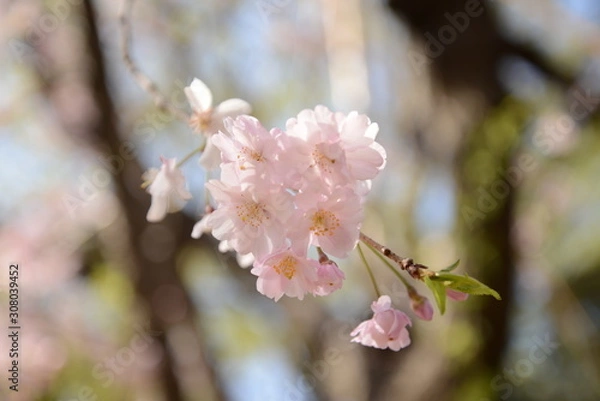 Obraz 日本の春 桜 Cherry Blossom
