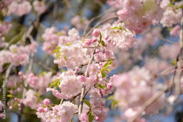 Obraz 日本の春 桜 Cherry Blossom